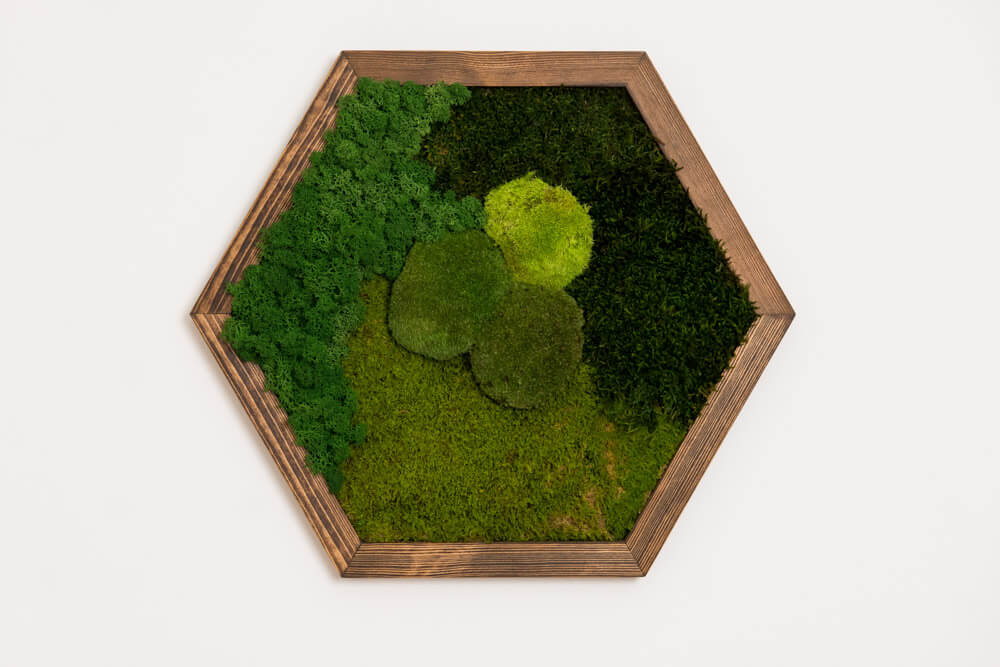 Hexagon Moosbild SICILIA 47×54 cm – Kugelmoos & Flachmoos handgefertigt - Moospro