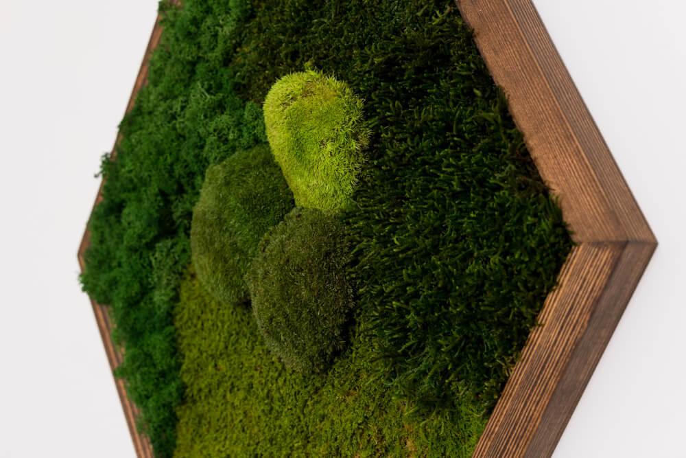 Hexagon Moosbild SICILIA 47×54 cm – Kugelmoos & Flachmoos handgefertigt - Moospro