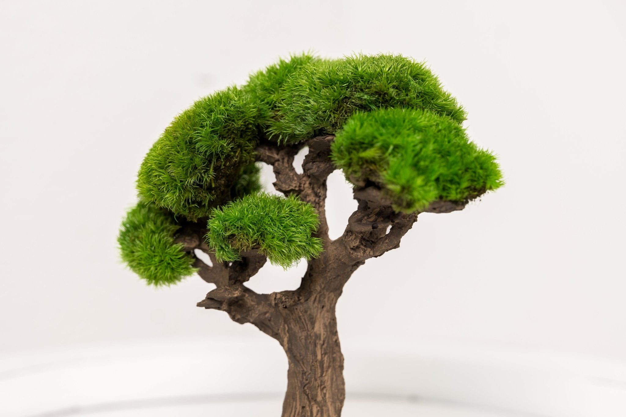 Mini - Bonsai JAPAN – Kugelmoos auf Steinmaterial pflegefrei handgefertigt - Moospro