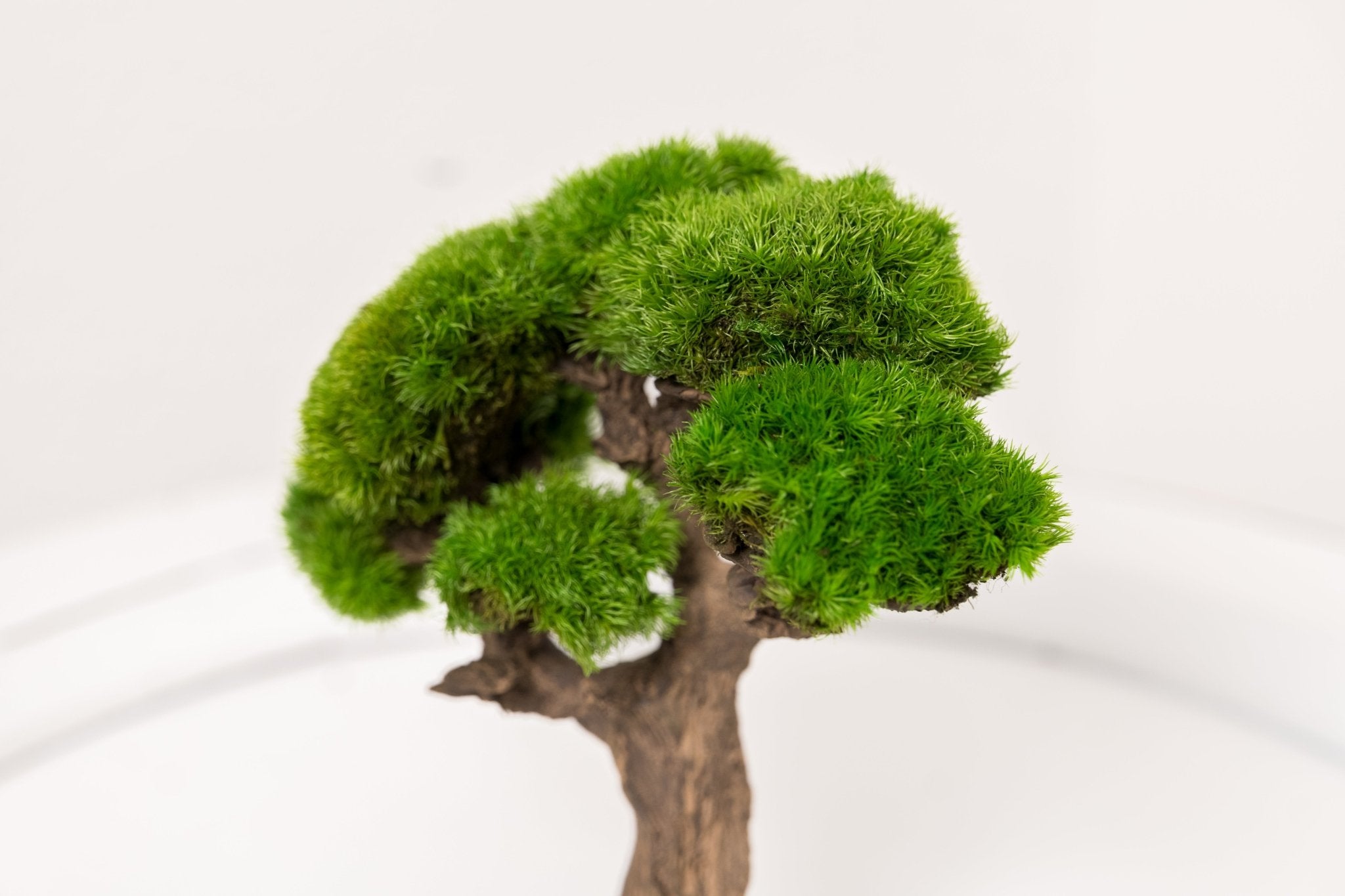 Mini - Bonsai JAPAN – Kugelmoos auf Steinmaterial pflegefrei handgefertigt - Moospro